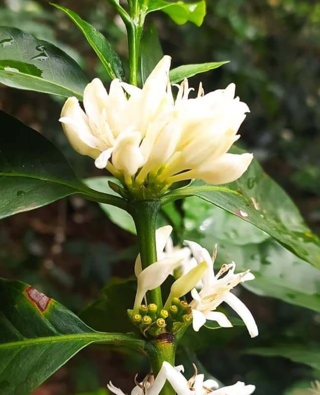 Café natural de Cararango